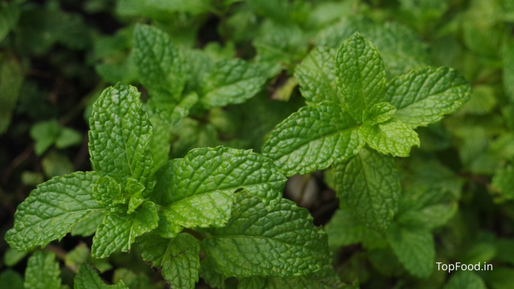 mint leaves